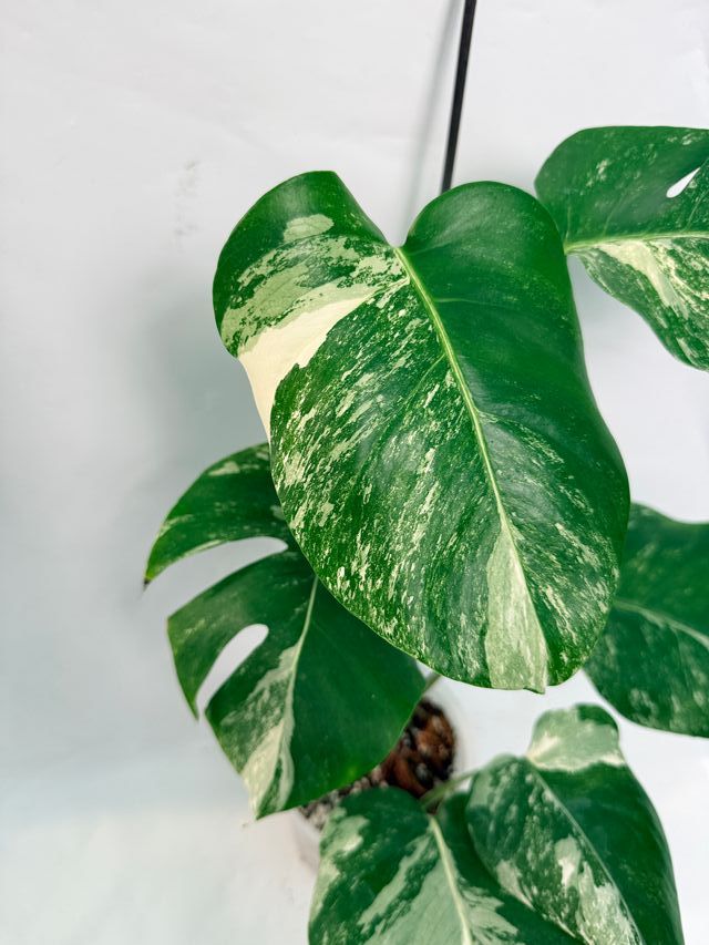 Monstera Albo Variegata Pianta Esatta 3.11.30