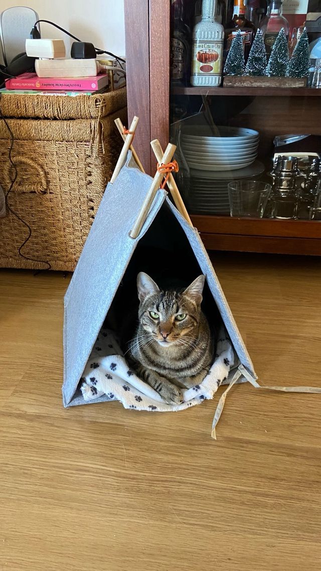Casa Tipi Gato Ikea