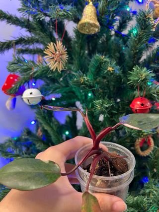 Philodendron red Anderson