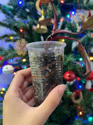 Philodendron red Anderson