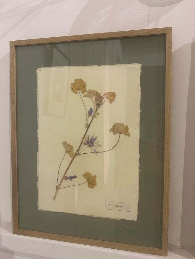 Cuadro herbario de fsrmaceutico en roble