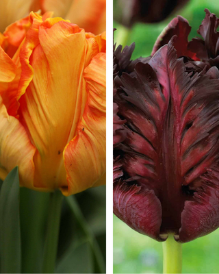 14 Bulbi Tulipani Pappagallo