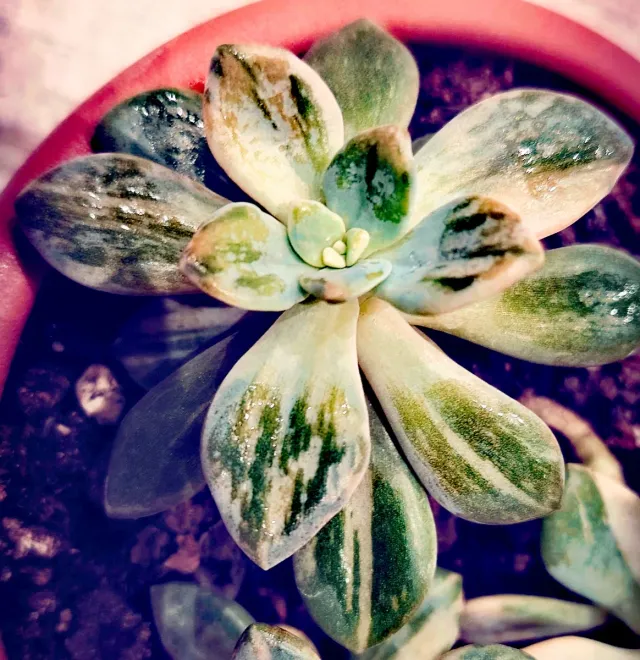 Echeveria Winter Beauty Variegata