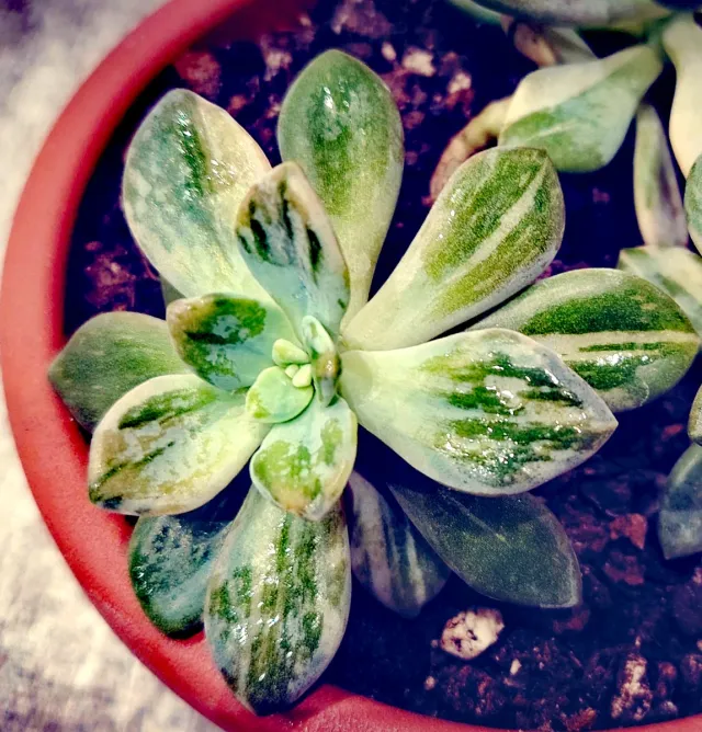 Echeveria Winter Beauty Variegata