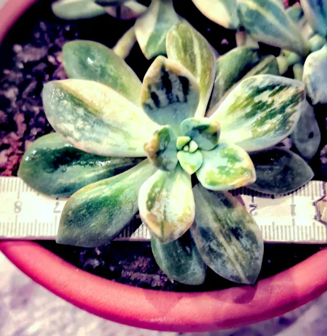 Echeveria Winter Beauty Variegata