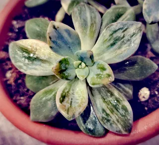 Echeveria Winter Beauty Variegata