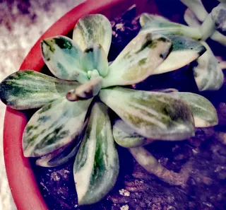 Echeveria Winter Beauty Variegata