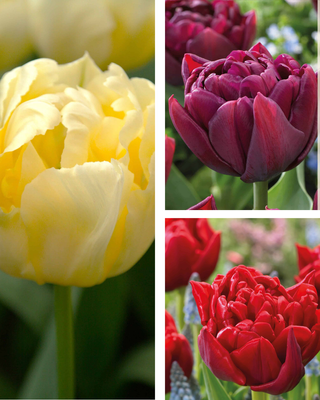 15 bulbi tulipani fiore doppio