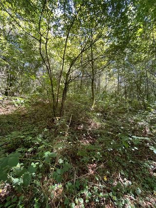 Se venden o intercambian fincas en Galicia — Ideal para proyecto rural o segunda residencia