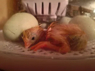 Incubadora Okköbi 12 huevos pollitos