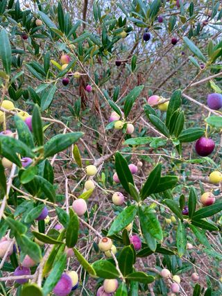 Aceite Arbequina 100% - Cosecha 2025