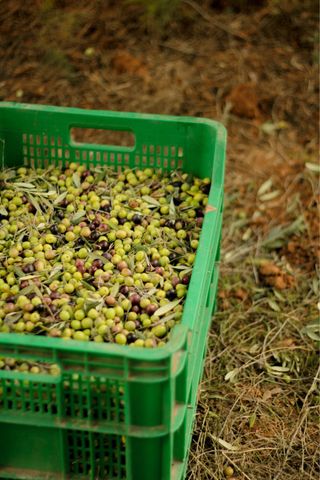 Aceite Arbequina 100% - Cosecha 2025