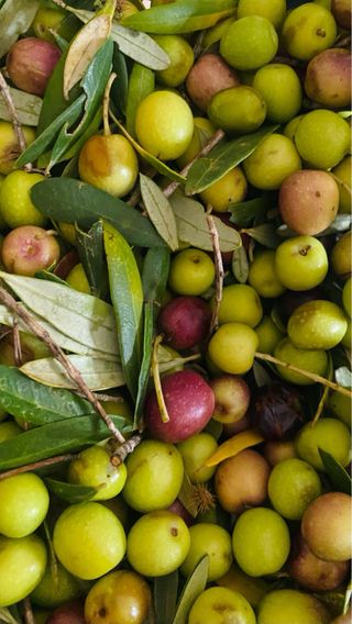 Aceite Arbequina 100% - Cosecha 2025