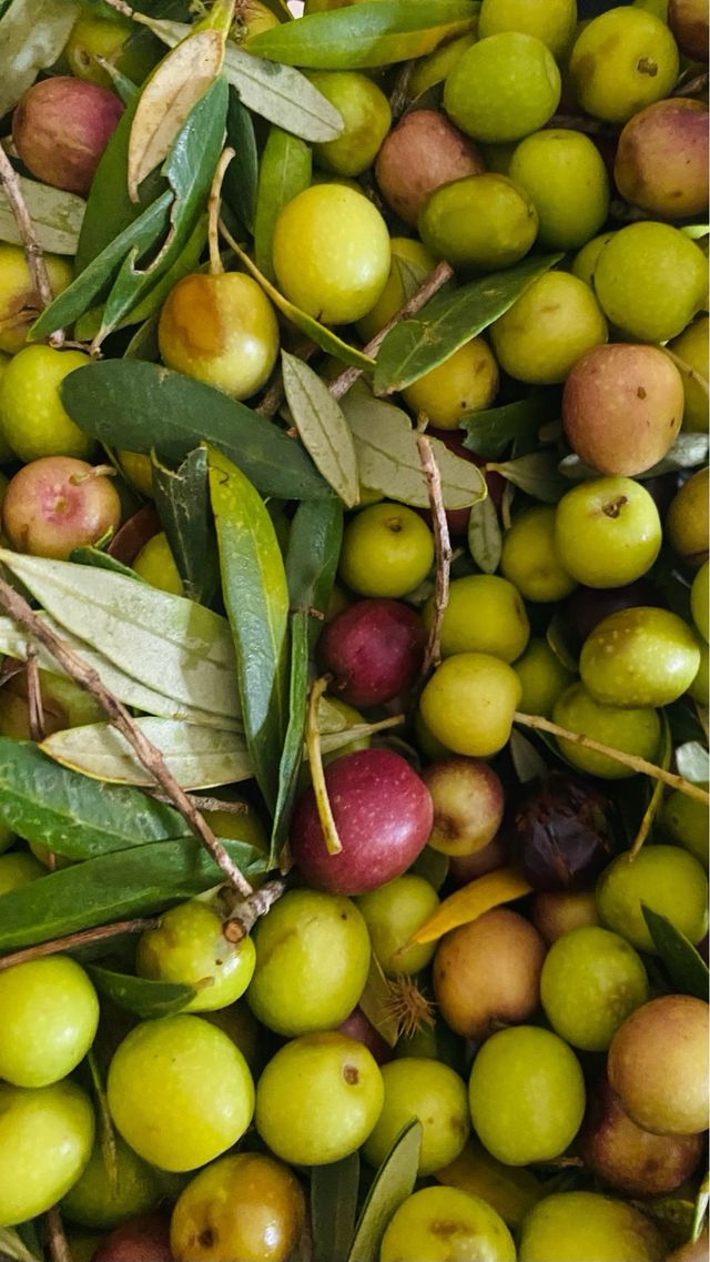 Aceite Arbequina 100% - Cosecha 2025