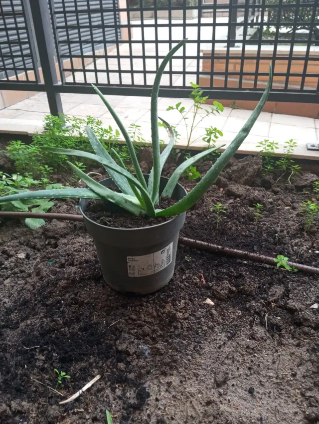 Pianta di aloe vera in vaso