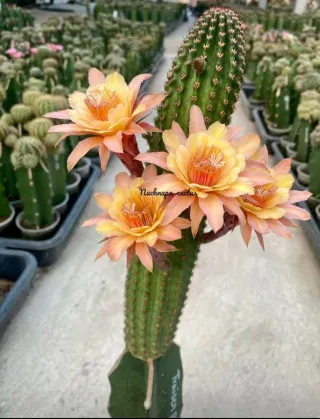 Hildewintera Traisenprinz