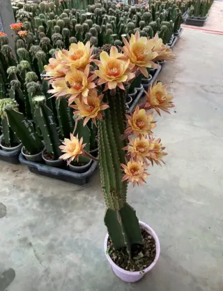 Hildewintera Traisenprinz