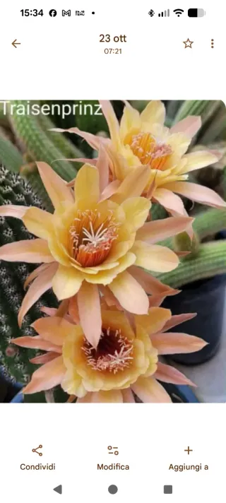 Hildewintera Traisenprinz