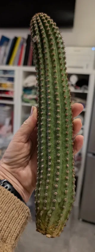 Hildewintera Traisenprinz