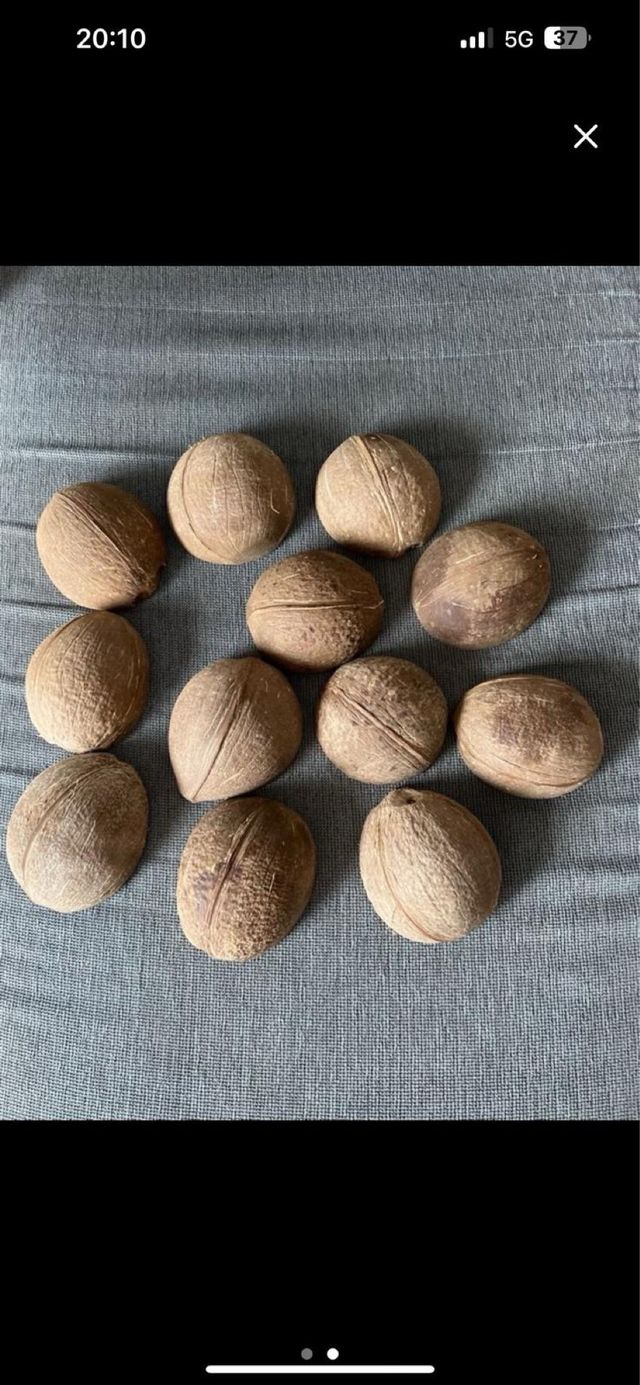12 gusci di mezza noce di cocco per lavori artigianali