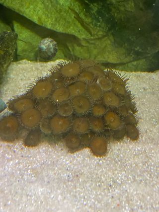 Esqueje Zoanthus Marino Acuario