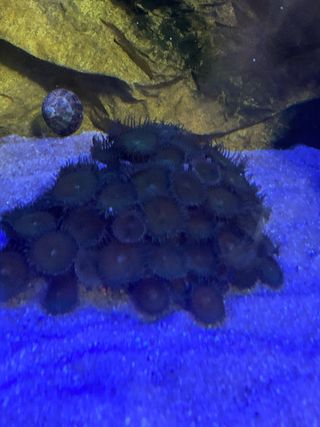 Esqueje Zoanthus Marino Acuario