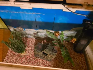 Acuario 60L completo con accesorios de regalo.