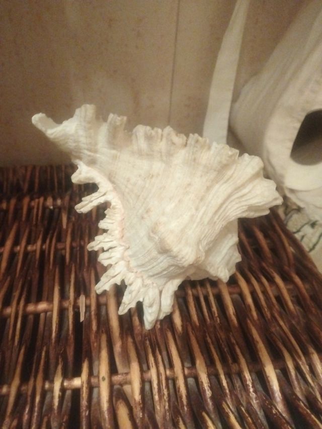 Caracola natural decorativa