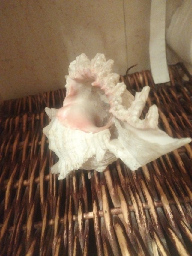 Caracola natural decorativa