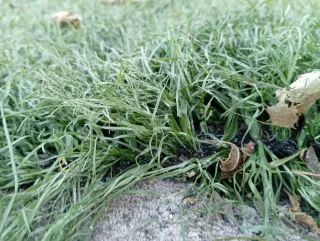 Césped artificial reciclado