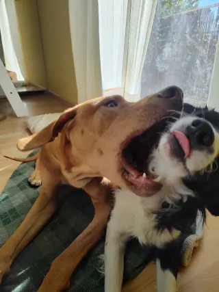 Guardería para perros