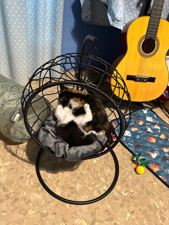 Hamaca balancín para mascotas