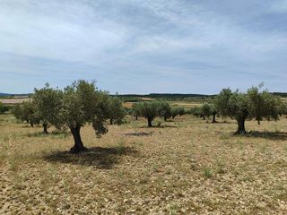 Solar en venta en Almansa