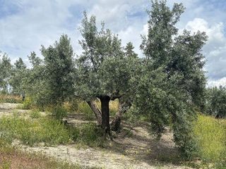 Terreno en venta en Torreperogil