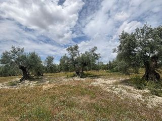 Terreno en venta en Torreperogil