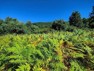 Solar en venta en Candeleda