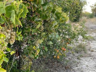 Solar en venta en Moratalla