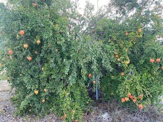 Solar en venta en Moratalla