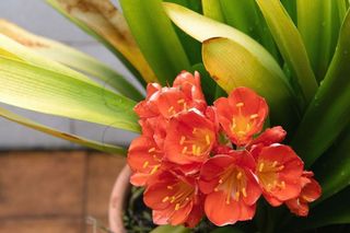 Casa adosada en venta en Astillero (El)