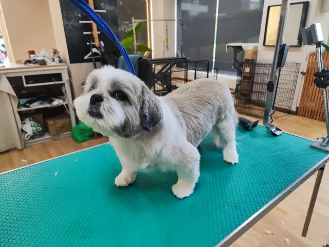Cuidadora y peluquera canina.