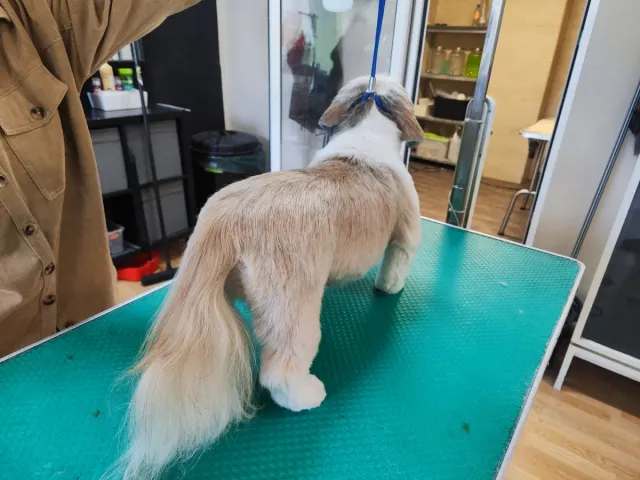 Cuidadora y peluquera canina.