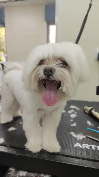 Cuidadora y peluquera canina. 