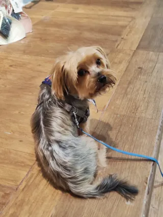 Cuidadora y peluquera canina. 