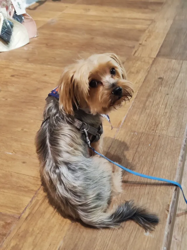 Cuidadora y peluquera canina.