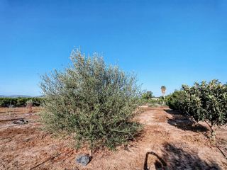 Terreno en venta en Benavites