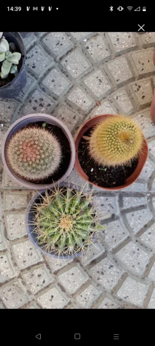 6 Cactus in vaso