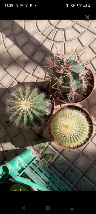 6 Cactus in vaso