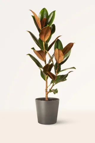 Magnolia Susan y Euphorbia Eritrea