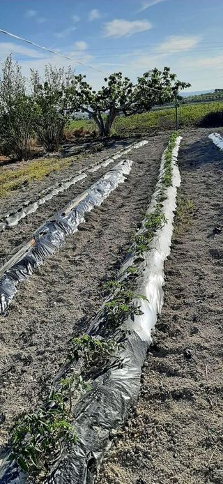 Chalet en venta en Albaida