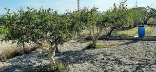 Chalet en venta en Albaida